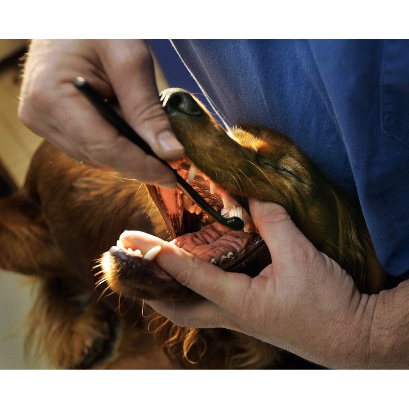 Petosan Complete Dental Kit for Small Dogs