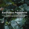 ROSE COTTAGE Large 12 Packs Eucalyptus Peppermint Hanging Closet Air