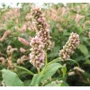 CZ Grain 50 Pinkweed Seeds for Planting Smartweed Persicaria pensylvanica