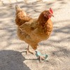 vomvomp 2 Pack Chicken Protective Shoes for Chick Booster Hen