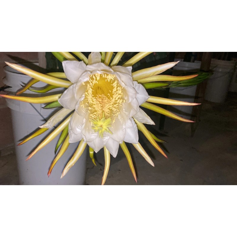 ORGANICO One Vietnamese read DRAGON FRUIT CUTTING 8- 12 Inches