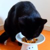 Betz One DL Methionine Fine Grain for Cats (Bonito Flavor