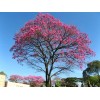 las marias 20x Pink Guayacan/Pink Trumpet tree/Handranth