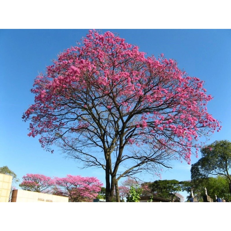 las marias 20x Pink Guayacan/Pink Trumpet tree/Handranth
