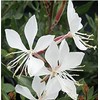 Gaura Seeds - Fluffy Perennial - Marde Ross & Company