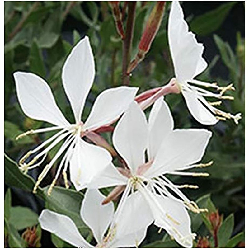 Gaura Seeds - Fluffy Perennial - Marde Ross & Company