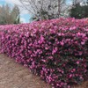 Loropetalum Ruby | 2 Extra Large 3 Gallon Plants |
