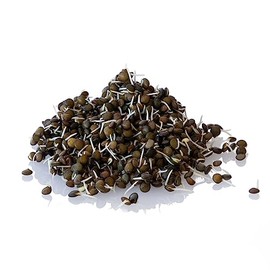 Organic Black Lentil Sprouting Seeds - Organic - 16 Oz ~9,600 Seeds - Grow Non-GMO Sprouts - Delicious & Healthy Living, Raw Food