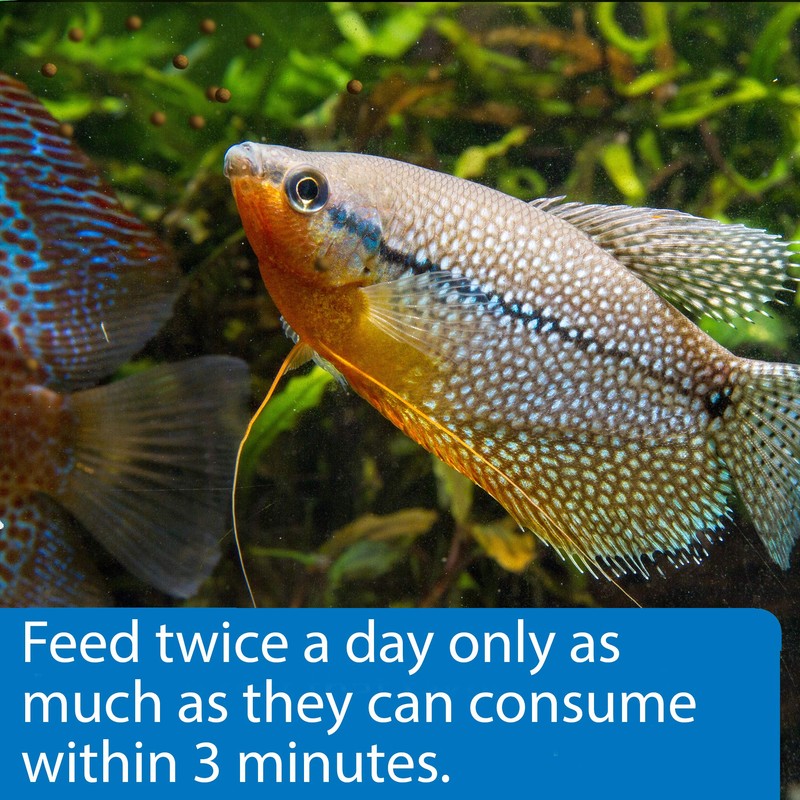 API TROPICAL PELLETS Sinking Pellets Fish Food 4.2-Ounce Container, Medium