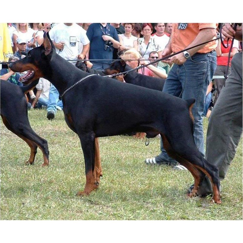 SGODA Chain Dog Training Choke Collar, 22 in, 3.0 mm