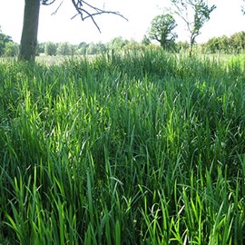 Sweet Grass Fragrance Oil - 2 LB - for Candle & SOAP Making by VIRGINIA CANDLE SUPPLY - Free S&H in USA