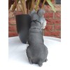 Vivid Arts (Miniature Schnauzer Sitting