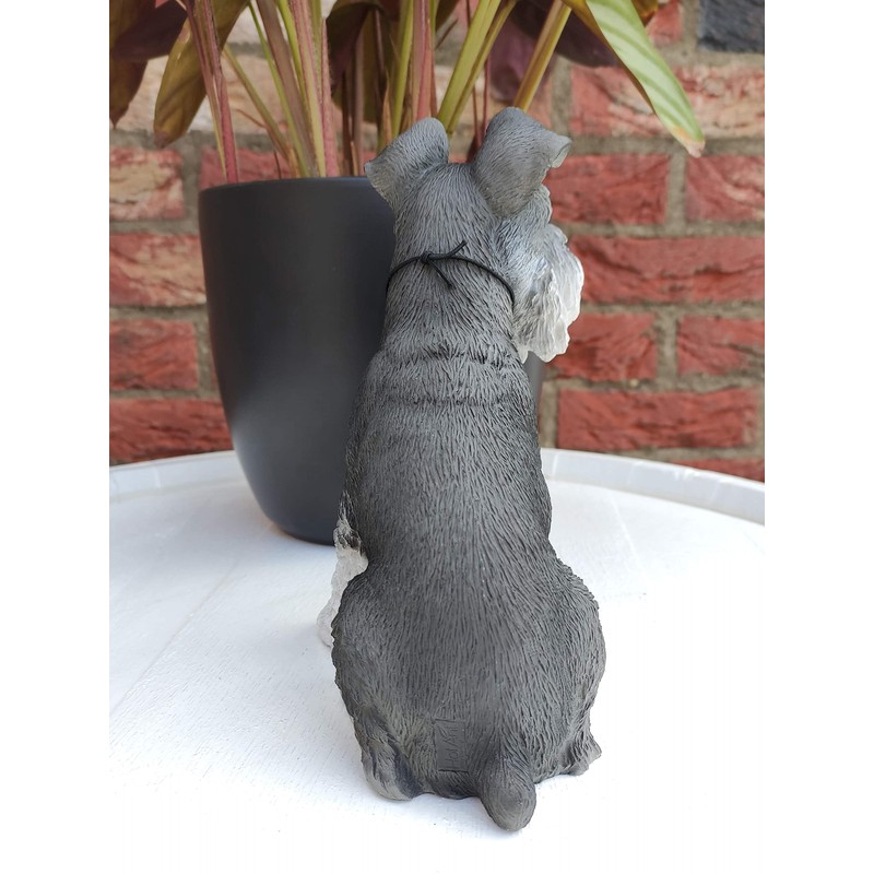 Vivid Arts (Miniature Schnauzer Sitting