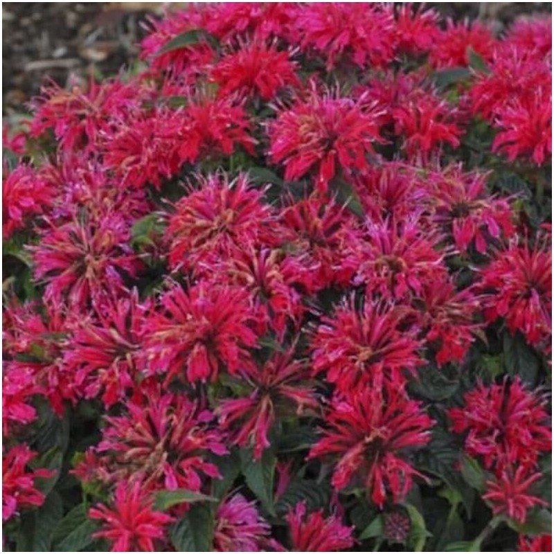 Toadstool Seeds 100 Cherry Pops Bee Balm Seeds Flowers Seed