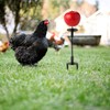 Oooct 2 Pack Chicken Peck Toys, Metal Chick Swing Feeder,