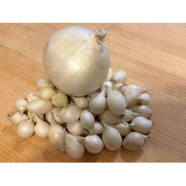 White Onion Sets, Non-GMO Bulbs for Planting, 100 Count by Forever Seed Store