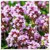 Everwilde Farms - 2000 Creeping Thyme Wildflower Seeds - Gold