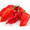 Ghost Pepper Seeds- 25+"Bhut Jolokia by Ohio Heirloom Seeds