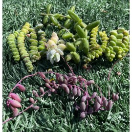 Unbranded 7 Types of Succulent Cuttings | Easy to Grow Succulents