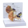 Life-size ear cross-sectional model, trisemicircular canal, cochlea, ossicles, eardrum, etc.