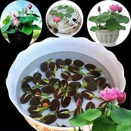 80+Pcs Mix Bonsai Bowl Lotus Stones, Water Lilys Flower Plant, Lotus Seeds for Planting Water Features Mixed Color  Pot Garden Decorative Pink - Size: 1Bag(20+PCS)