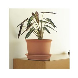 Richell Moole Plate No. 8 Brown (BR)