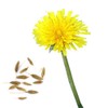 Dandelion Seeds (1 Bag), Herbs, Cultivation, Home Vegetables, Seeds