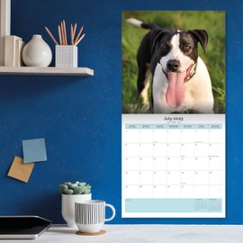 Baker and Bray Staffordshire Bull Terrier Puppies Calendar 2025, Large Square Wall Calendar With Organisational Stickers, 16 Month, Staffordshire Bull Terrier Puppies Gift Dog Calendar
