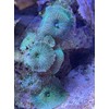 Live Saltwater Coral - Watermelon Discosoma Mushroom (Single Head)