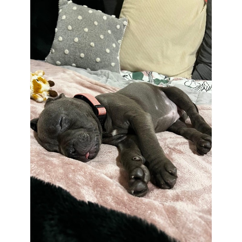 Active Casual Dog Collar in Cotton & Mesh Design, Lightweight