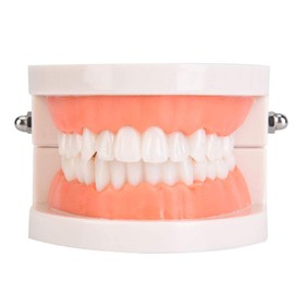 28 Tooth Dental Teeth Model Oral Education Model Dental Teeth Brushing Model