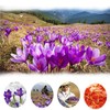 TooGet Premium Saffron Flower, 100% Natural Pure Red Sand French