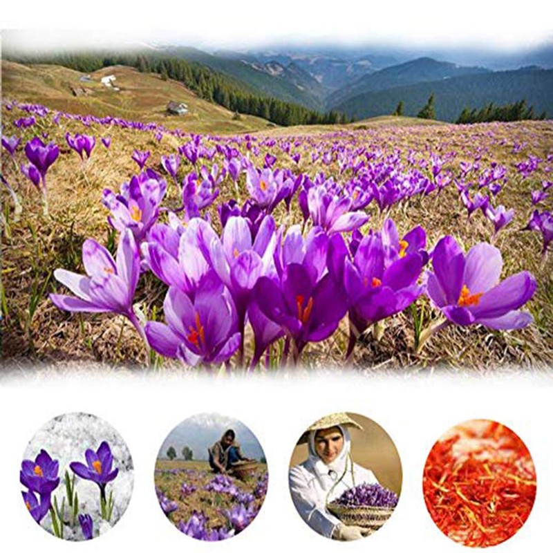 TooGet Premium Saffron Flower, 100% Natural Pure Red Sand French