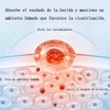 Hydrocolloid Bandage Roll, Waterproof Cut-to-Size Medical Grade Hydrocolloid Roll (2
