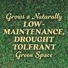 O.M. Scott and Sons Clover Seed, Lawn Seed Grows a