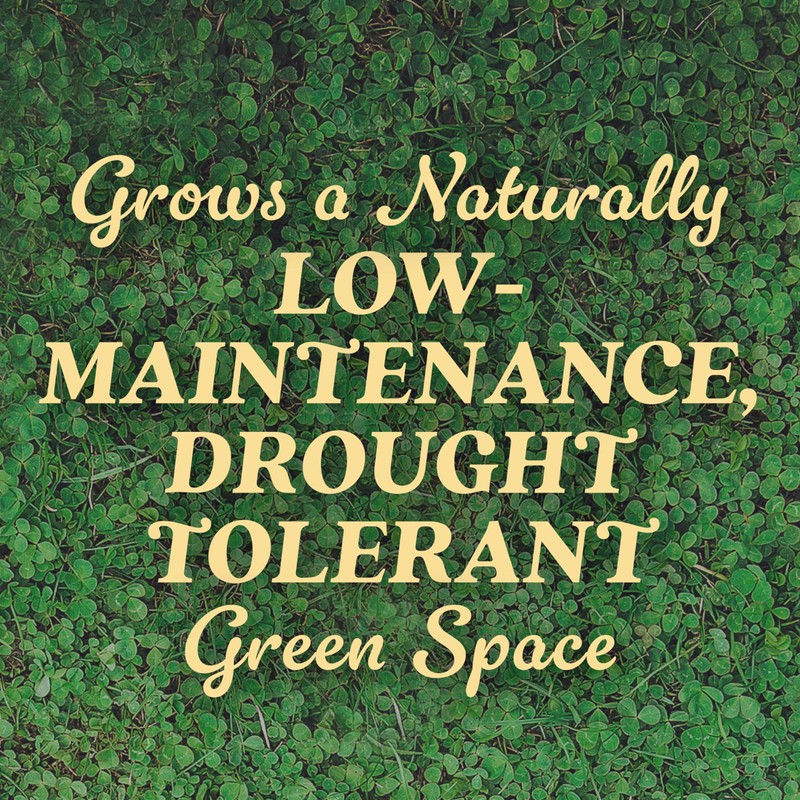 O.M. Scott and Sons Clover Seed, Lawn Seed Grows a
