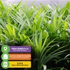Pandan Live Plant - Pandanus Amaryllifolius - Wellspring Gardens Exquisite
