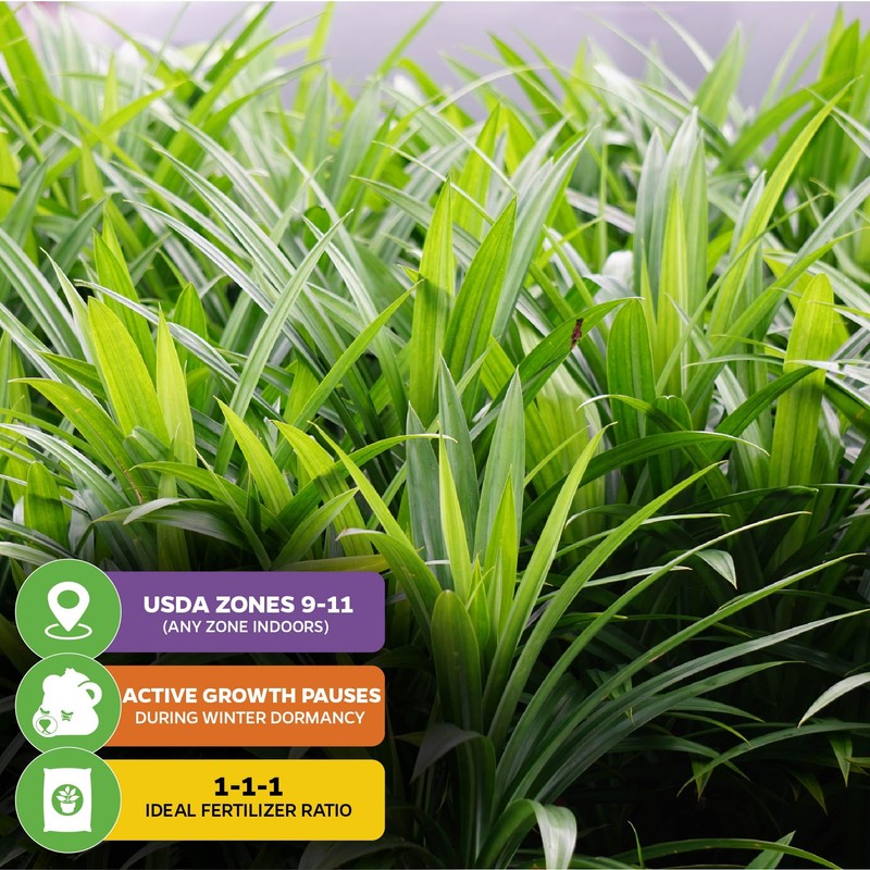 Pandan Live Plant - Pandanus Amaryllifolius - Wellspring Gardens Exquisite