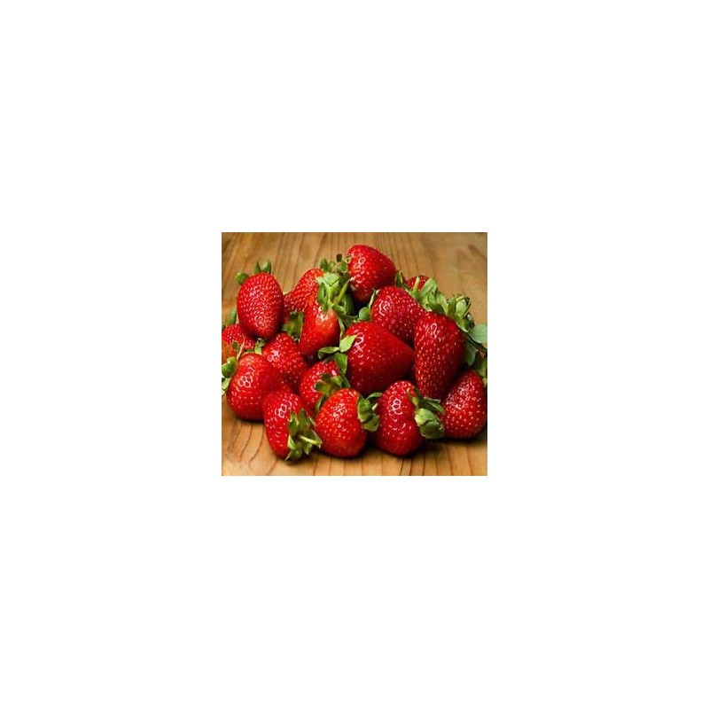 20 OZARK BEAUTY STRAWBERRY PLANTS - Organic Non GMO Heirloom