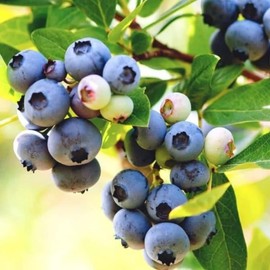 Blueberry Tree Live Plant for Outdoor 12 to 18 Inch Height, Sweet Blueberry Bush Live Plant Home Garden, Blueberry Fruit