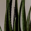 AROMATICA Ecocert Certified Aloe Vera 96% Moisturizing, Soothing Hydrating Gel