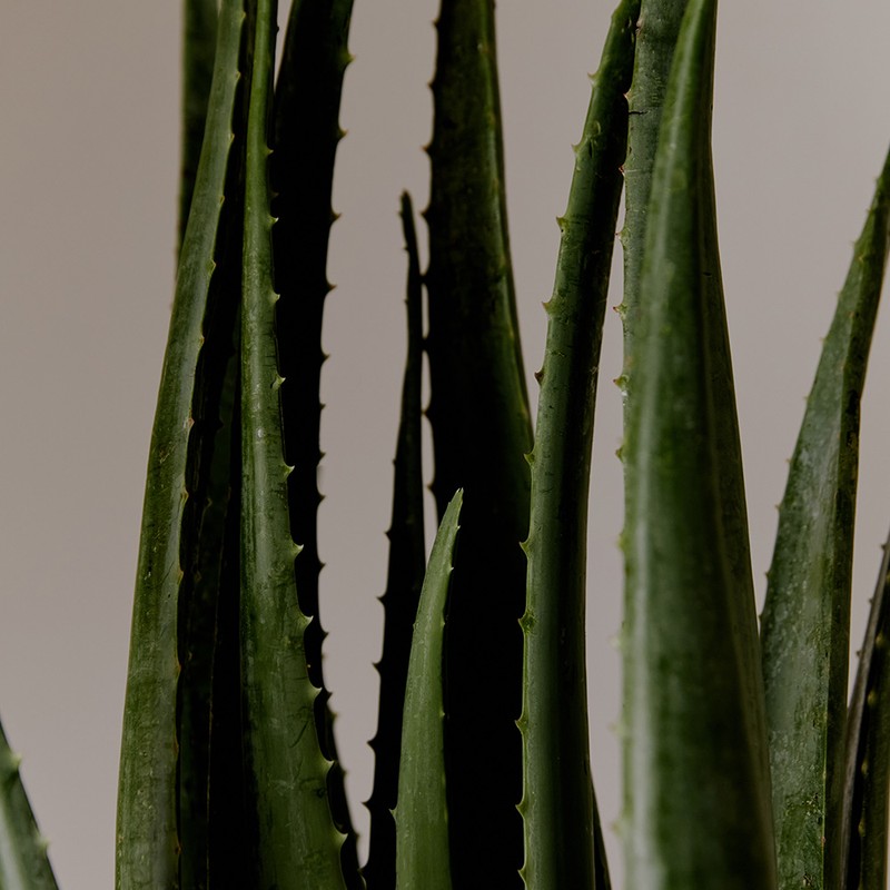 AROMATICA Ecocert Certified Aloe Vera 96% Moisturizing, Soothing Hydrating Gel