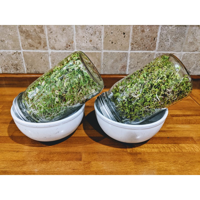 Broccoli Sprouting Seeds One Pound Non-GMO for Sprouts and Microgreens