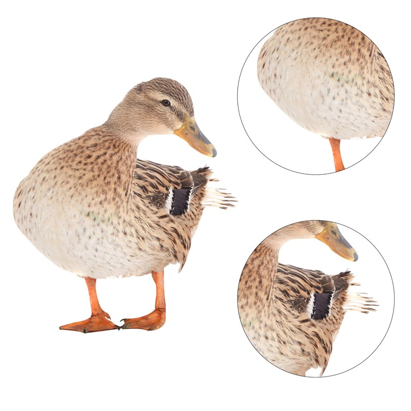 SULIUDAJI Duck Garden Stake Garden Decoration Chicken Garden Figurines Garden