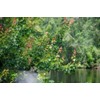 Red Maple Tree | 20 Live Trees | Acer rubrum
