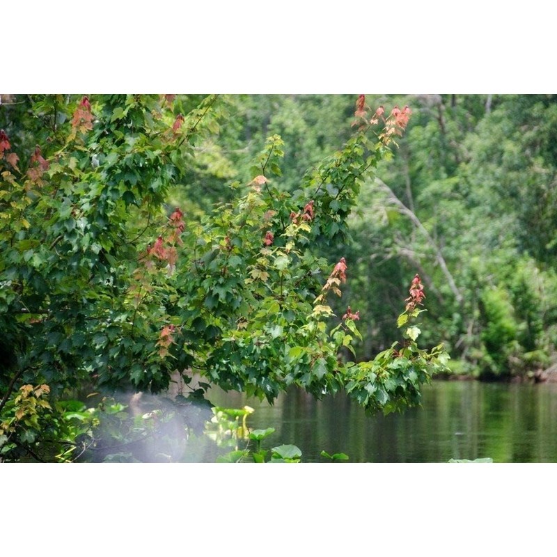 Red Maple Tree | 20 Live Trees | Acer rubrum