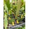 Cactus Rooted Epiphyllum Orchid Cactus “Orangutan” Growing In 4” Starter
