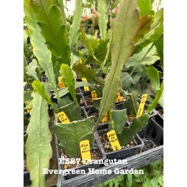 Cactus Rooted Epiphyllum Orchid Cactus “Orangutan” Growing In 4” Starter Pot.