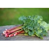RAISE ME UP: Seeds Rhubarb Victoria Giant Red Stalk Non