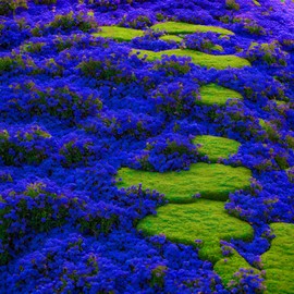 2000+ Rare Blue Creeping Thyme Seeds for Planting - Heirloom Ground Cover Plants Fresh Home and Garden